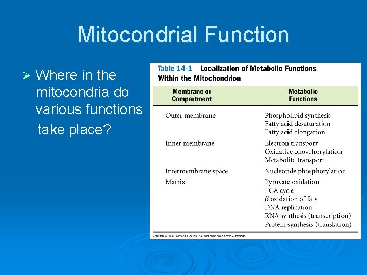 Mitocondrial Function Ø Where in the mitocondria do various functions take place? 