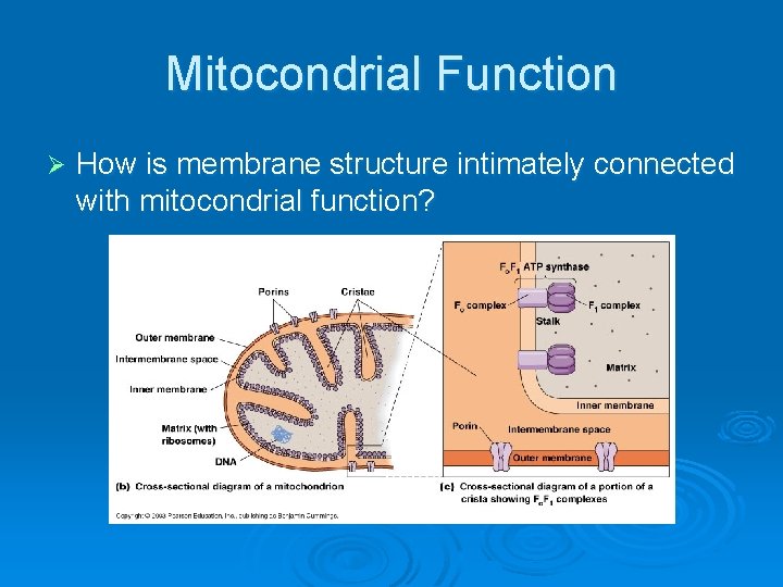 Mitocondrial Function Ø How is membrane structure intimately connected with mitocondrial function? 