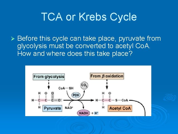 TCA or Krebs Cycle Ø Before this cycle can take place, pyruvate from glycolysis