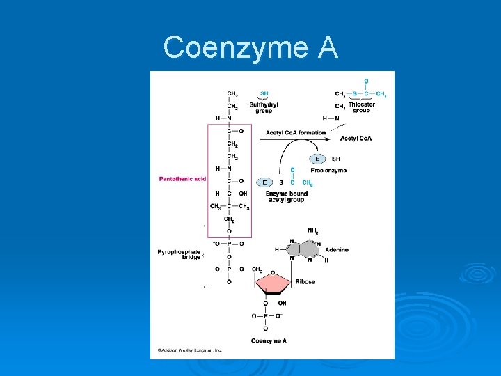 Coenzyme A 