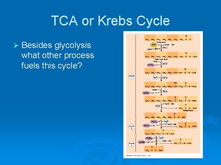 TCA or Krebs Cycle Ø Besides glycolysis what other process fuels this cycle? 