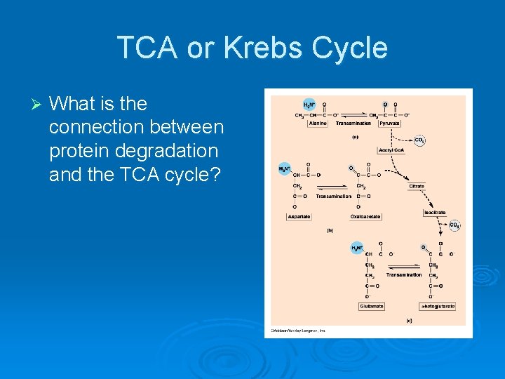 TCA or Krebs Cycle Ø What is the connection between protein degradation and the