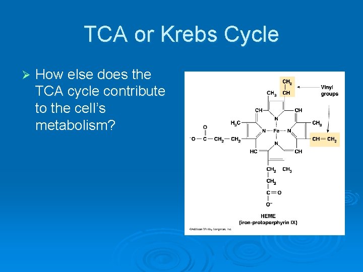 TCA or Krebs Cycle Ø How else does the TCA cycle contribute to the