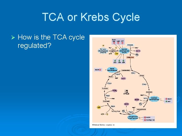 TCA or Krebs Cycle Ø How is the TCA cycle regulated? 