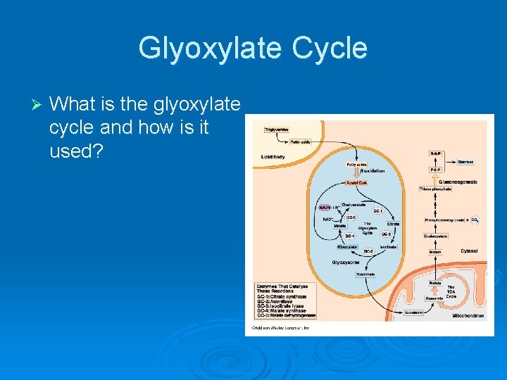 Glyoxylate Cycle Ø What is the glyoxylate cycle and how is it used? 