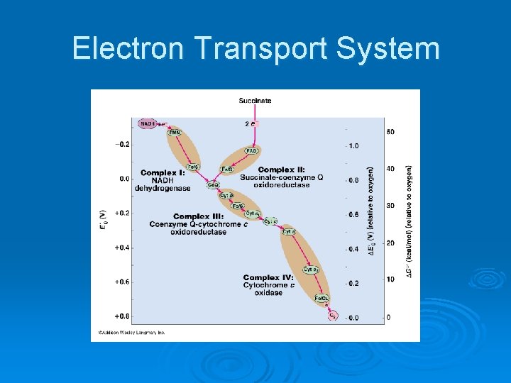 Electron Transport System 