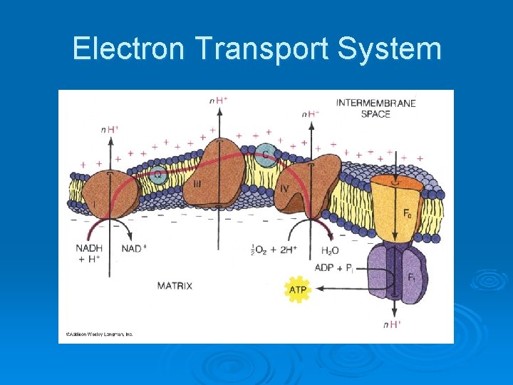 Electron Transport System 