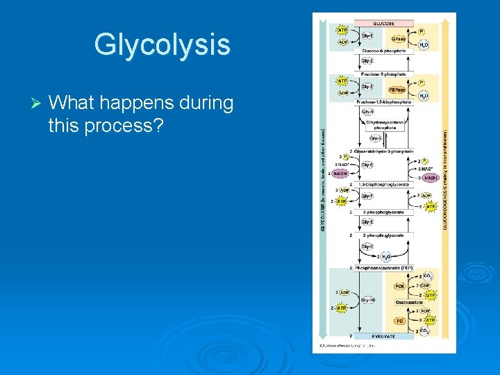 Glycolysis Ø What happens during this process? 