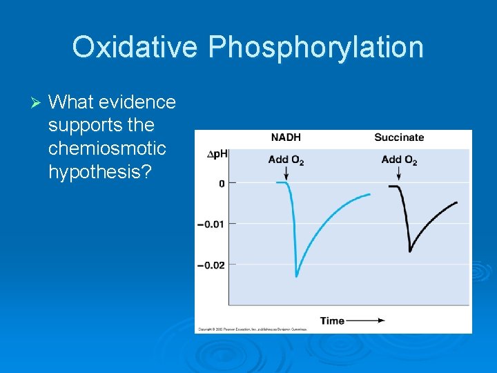 Oxidative Phosphorylation Ø What evidence supports the chemiosmotic hypothesis? 