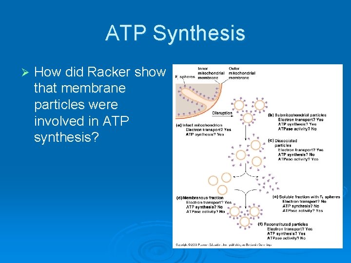 ATP Synthesis Ø How did Racker show that membrane particles were involved in ATP