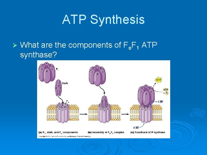 ATP Synthesis Ø What are the components of Fo. F 1 ATP synthase? 