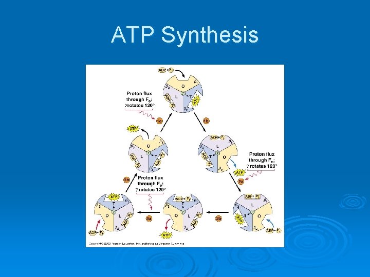 ATP Synthesis 