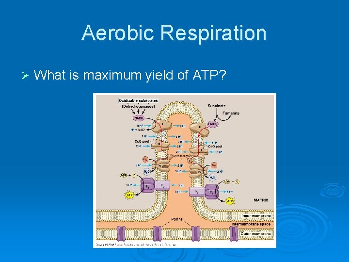 Aerobic Respiration Ø What is maximum yield of ATP? 