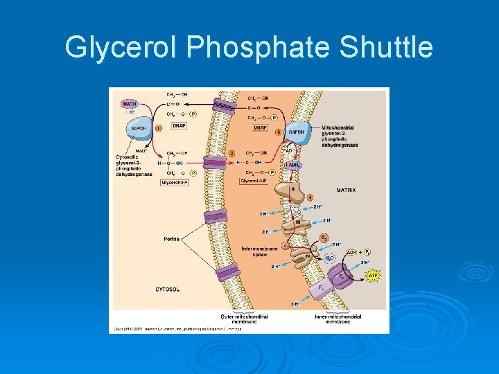 Glycerol Phosphate Shuttle 