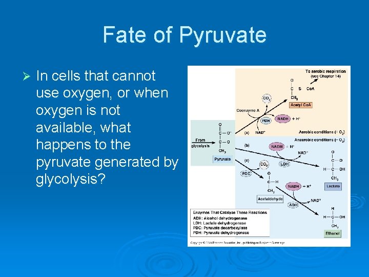 Fate of Pyruvate Ø In cells that cannot use oxygen, or when oxygen is