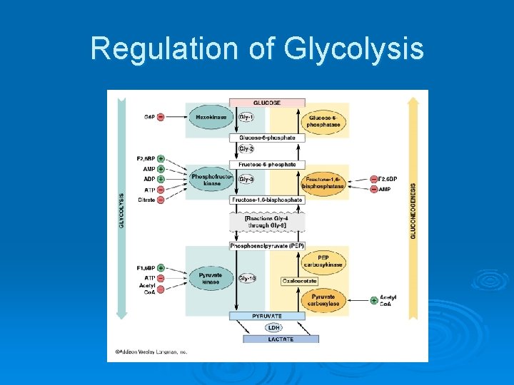 Regulation of Glycolysis 