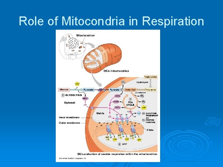 Role of Mitocondria in Respiration 