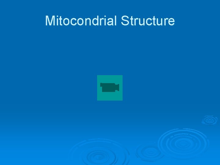 Mitocondrial Structure 