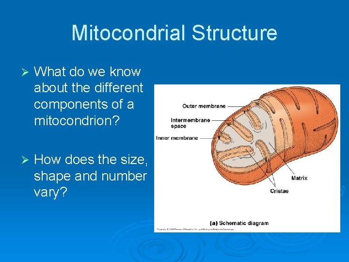 Mitocondrial Structure Ø What do we know about the different components of a mitocondrion?