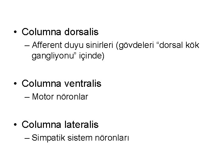  • Columna dorsalis – Afferent duyu sinirleri (gövdeleri “dorsal kök gangliyonu” içinde) •