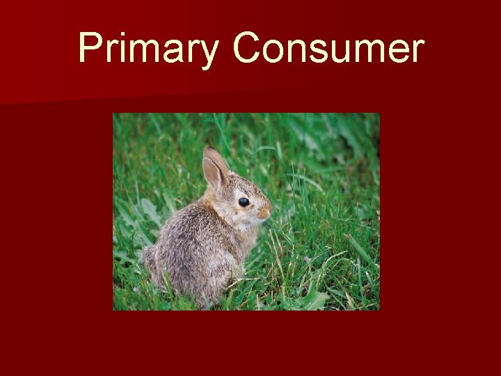 Primary Consumer 