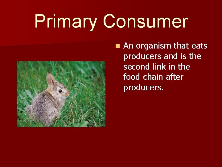 Primary Consumer n An organism that eats producers and is the second link in