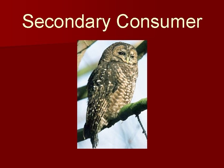 Secondary Consumer 