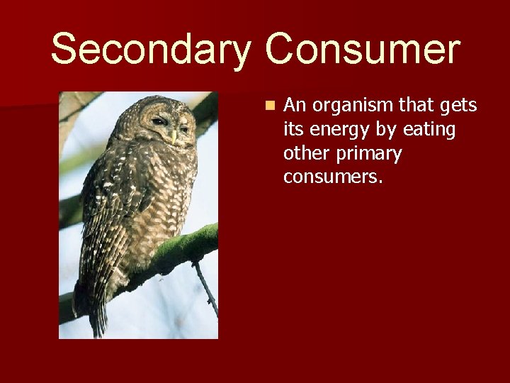 Secondary Consumer n An organism that gets its energy by eating other primary consumers.