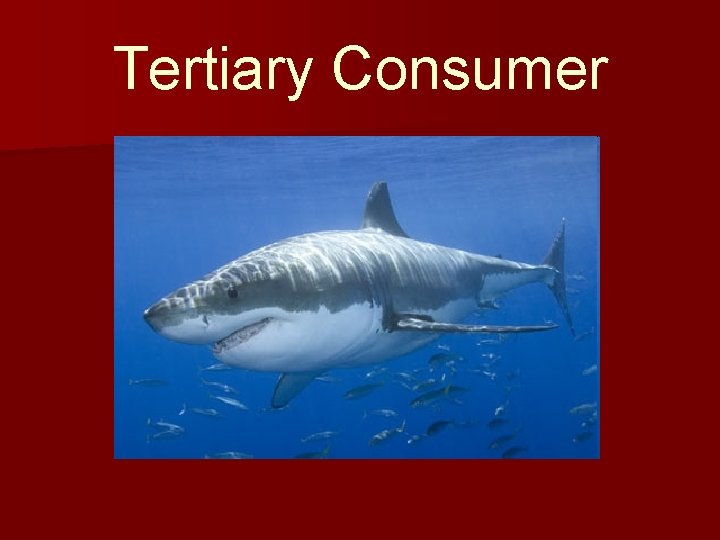 Tertiary Consumer 