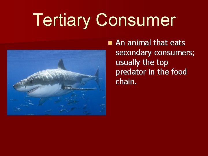 Tertiary Consumer n An animal that eats secondary consumers; usually the top predator in