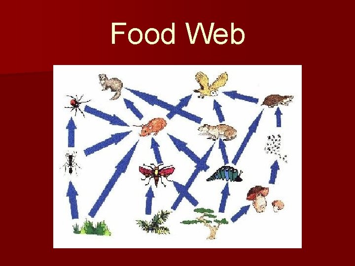 Food Web 
