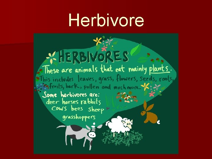 Herbivore 