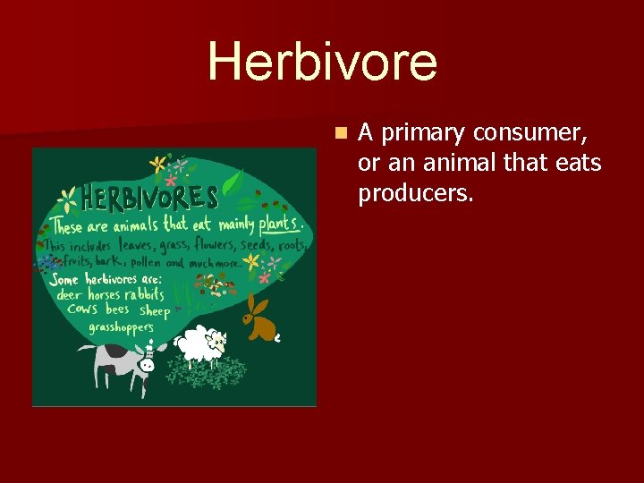 Herbivore n A primary consumer, or an animal that eats producers. 