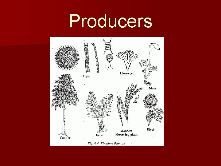 Producers 