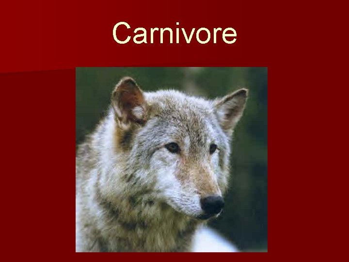 Carnivore 