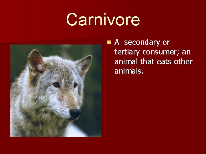 Carnivore n A secondary or tertiary consumer; an animal that eats other animals. 