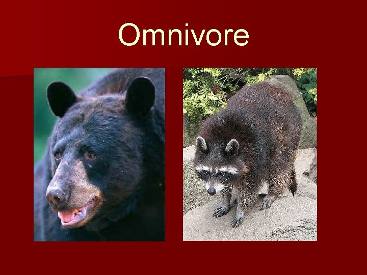 Omnivore 