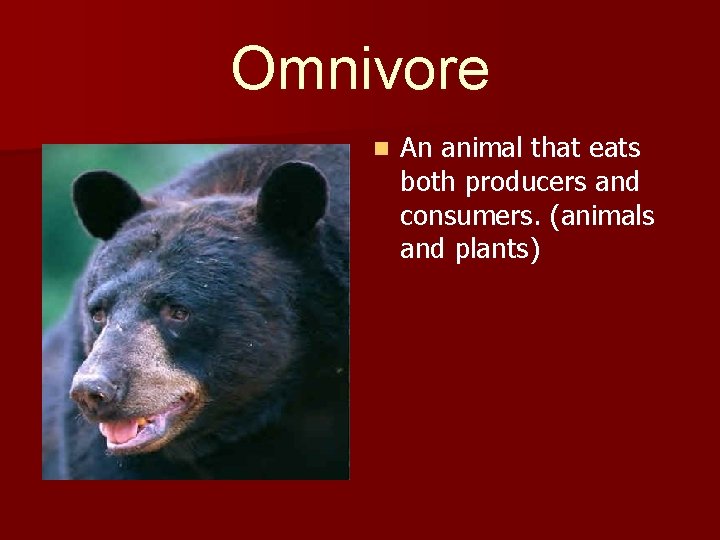 Omnivore n An animal that eats both producers and consumers. (animals and plants) 