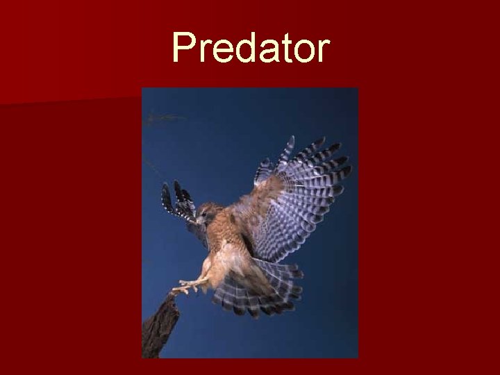 Predator 