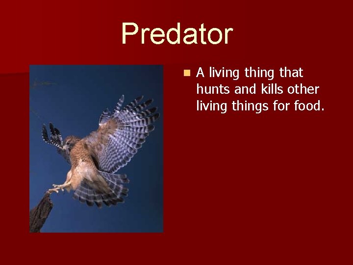 Predator n A living that hunts and kills other living things for food. 