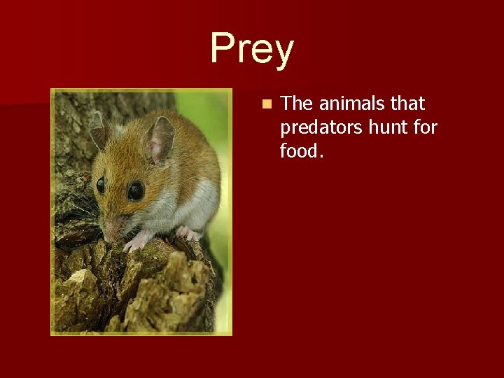 Prey n The animals that predators hunt for food. 