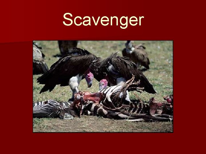 Scavenger 