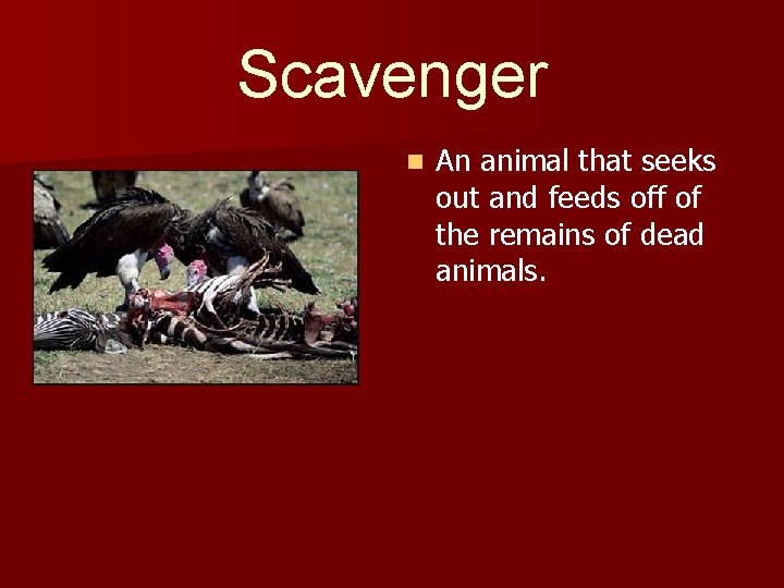 Scavenger n An animal that seeks out and feeds off of the remains of