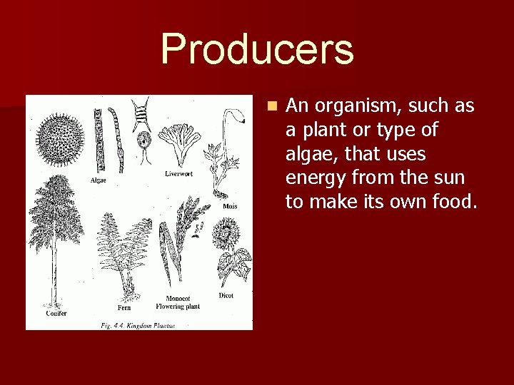 Producers n An organism, such as a plant or type of algae, that uses