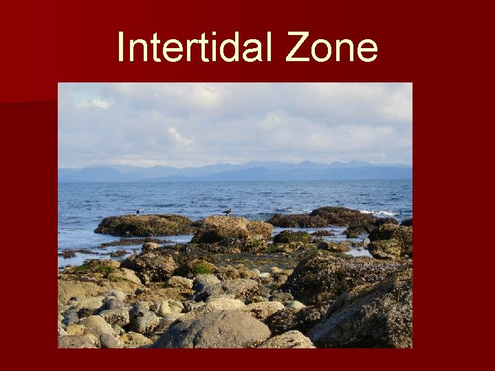 Intertidal Zone 