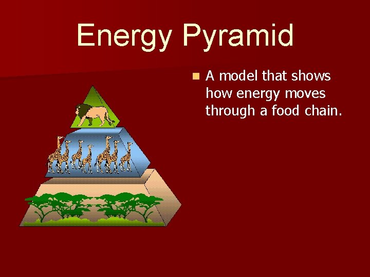 Energy Pyramid n A model that shows how energy moves through a food chain.