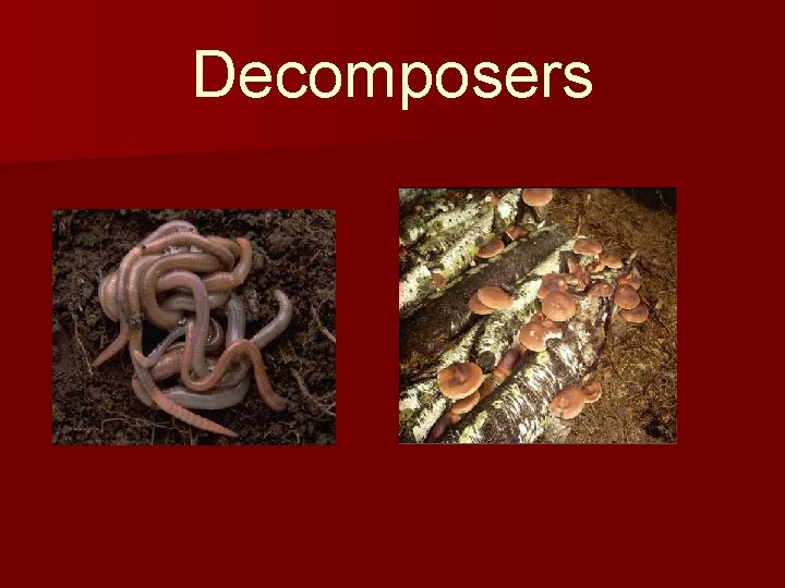 Decomposers 