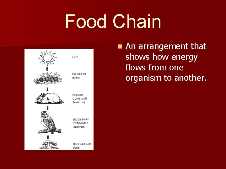 Food Chain n An arrangement that shows how energy flows from one organism to
