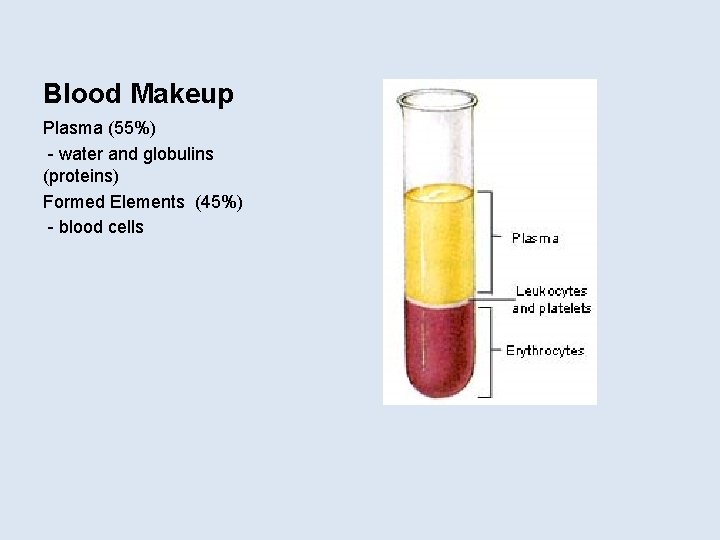 Blood Makeup Plasma (55%) - water and globulins (proteins) Formed Elements (45%) - blood