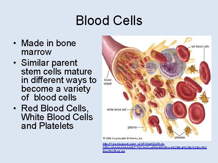 Blood Cells • Made in bone marrow • Similar parent stem cells mature in